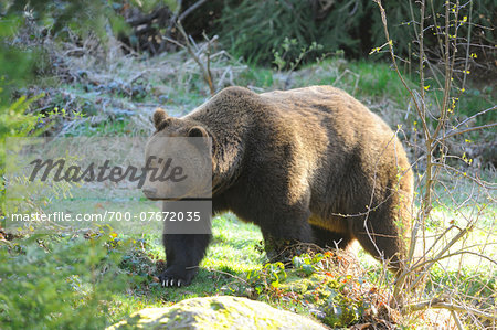 Close-up of a European brown bear (Ursus arctos arctos) walking in a forest in spring, Bavarian Forest National Park, Bavaria, Germany