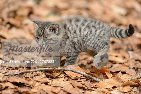 European Wildcat (Felis silvestris silvestris) Kitten in Forest in Spring, Bavaria Forest National Park, Bavaria, Germany