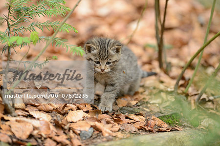 European Wildcat (Felis silvestris silvestris) Kitten in Forest in Spring, Bavarian Forest National Park, Bavaria, Germany