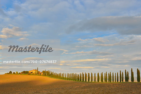 Landscape with Row of Cypress Trees and Farmhouse, Castiglione d'Orcia, Val d'Orcia, Province of Siena, Tuscany, Italy