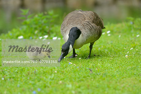 Close-up of Canada Goose (Branta canadensis) Mother with Gosling on Meadow in Spring, Bavaria, Germany Close-up of Canada Goose (Branta canadensis) Mother with Gosling on Meadow in Spring, Bavaria, Germany