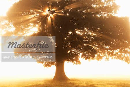 English Oak Tree in Mist at Sunrise