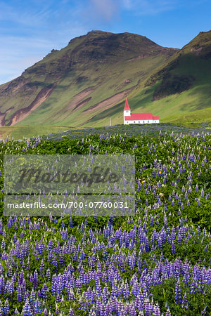 Scenic view of spring lupins in field with church on mountain side in background, Vik, Iceland