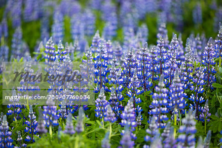 Close-up of Spring lupins at Svinafellsjokull, Skaftafell National Park, Iceland