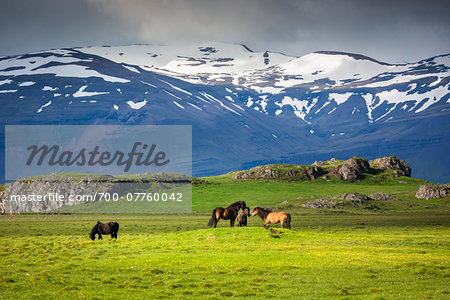 Icelandic horses in pasture with mountains in the background, at Hofn, Iceland
