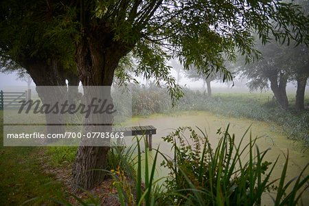 Scenic view of small pond in meadow in autumn fog