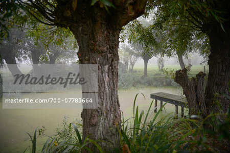 Scenic view of small pond in meadow in autumn fog Scenic view of small pond in meadow in autumn fog