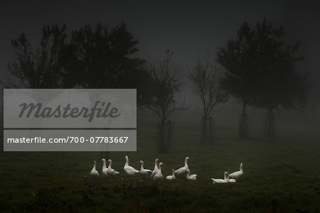 Flock of white geese in foggy field Flock of white geese in foggy field