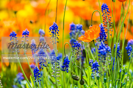 Grape Hyacinth (Muscari), Arctic-Alpine Botanic Garden, Tromso, Norway