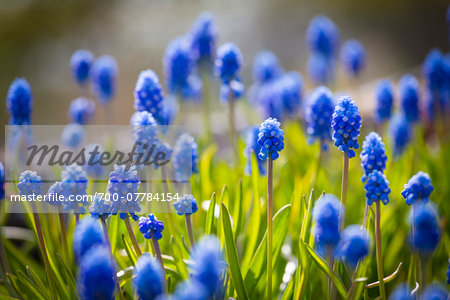 Muscari Dark Eyes Flowers, Arctic-Alpine Botanic Garden, Tromso, Norway