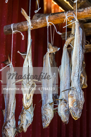 Dried Cod Fish, Sund, Flakstad, Flakstadoya, Lofoten Archipelago, Norway