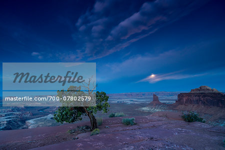 Utah Juniper Pine and the Green River Overlook at moonset, Canyonlands National Park, Utah, USA