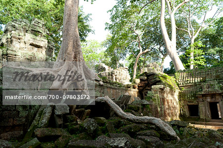 Kapok tree growing in the ruins of Preah Khan Temple, UNESCO World Heritage Site, Angkor, Siem Reap, Cambodia, Indochina, Southeast Asia, Asia