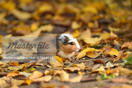 Portrait of Guinea Pig (Cavia porcellus) Outdoors in Autumn, Bavaria, Germany