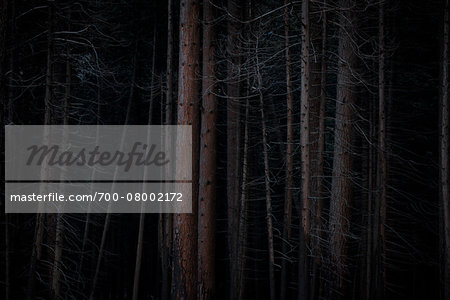 Pine forest after forest fire, Wareham Forest, Dorest, England.