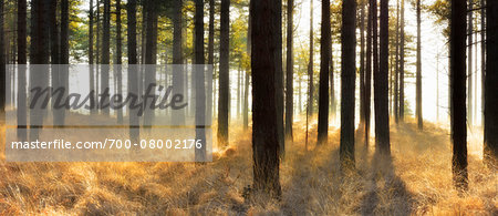 Pine forest at sunrise, Wareham Forest, Dorest, England. Pine forest at sunrise, Wareham Forest, Dorest, England.