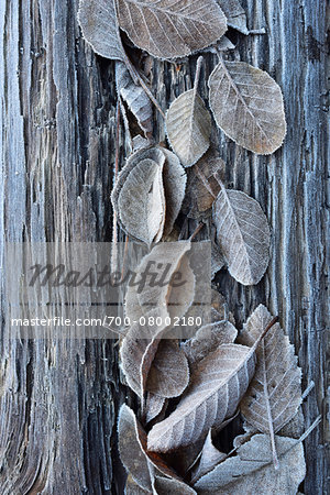 Close-up of fosted leaves on a tree trunk in winter, Wareham forest, Dorest, England