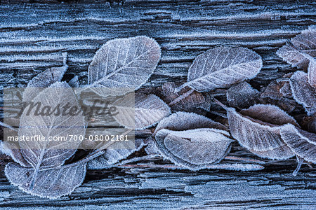 Close-up of frosted leaves in winter, Wareham Forest, Dorset, England