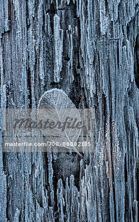 Close-up of frosted leaf on a tree trunk in winter, Wareham Forest, Dorset, England