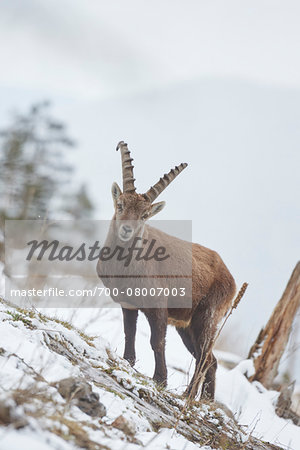 Close-up of an Alpine ibex (Capra ibex) in the Alps of Austria in winter, Styria, Austria