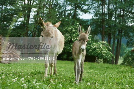Portrait of Donkey (Equus africanus asinus) Mother with 8 hour old Foal on Meadow in Summer, Upper Palatinate, Bavaria, Germany