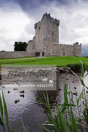 View of pond with swans, Ross Castle, Killarney National Park, County Kerry, Republic of Ireland