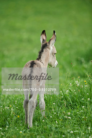 Close-up of 8 hour old Donkey (Equus africanus asinus) Foal on Meadow in Summer, Upper Palatinate, Bavaria, Germany