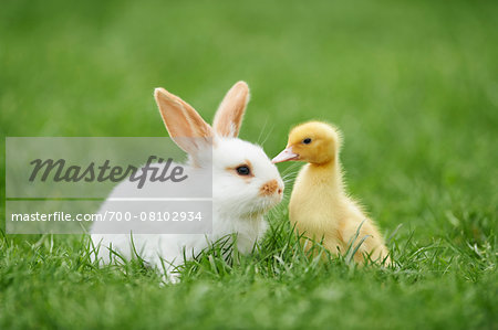 Muscovy Duckling (Cairina moschata) and Young Domestic Rabbit on Meadow in Spring, Upper Palatinate, Bavaria, Germany