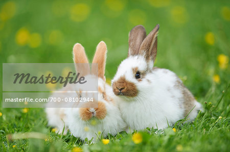 Two Domestic Rabbits on Meadow in Spring, Upper Palatinate, Bavaria, Germany Two Domestic Rabbits on Meadow in Spring, Upper Palatinate, Bavaria, Germany