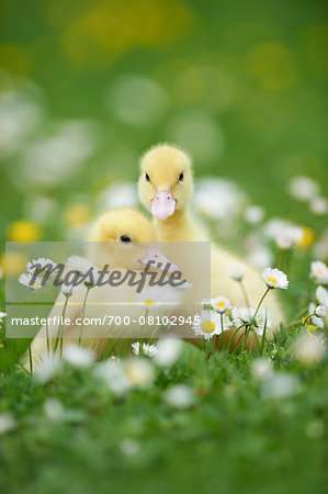 Muscovy Ducklings (Cairina moschata) on Meadow in Spring, Upper Palatinate, Bavaria, Germany Muscovy Ducklings (Cairina moschata) on Meadow in Spring, Upper Palatinate, Bavaria, Germany