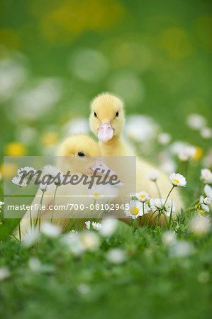 Muscovy Ducklings (Cairina moschata) on Meadow in Spring, Upper Palatinate, Bavaria, Germany