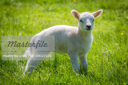 Close-up portrait of lamb standing in grass, Upper Slaughter, Gloucestershire, The Cotswolds, England, United Kingdom