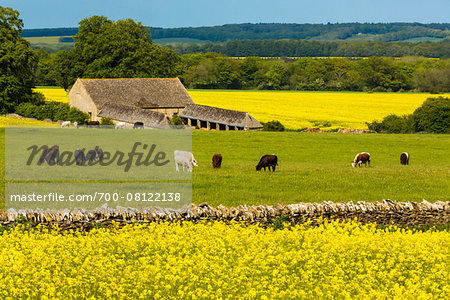 Canola fields and cows grazing, Gloucestershire, The Cotswolds, England, United Kingdom
