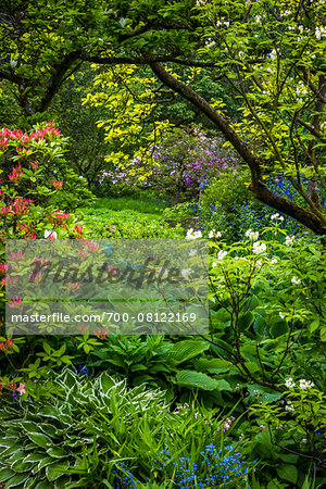 Flowering shrubs and trees, Hidcote Manor Garden, Hidcote Bartrim, near Chipping Campden, Gloucestershire, The Cotswolds, England, United Kingdom