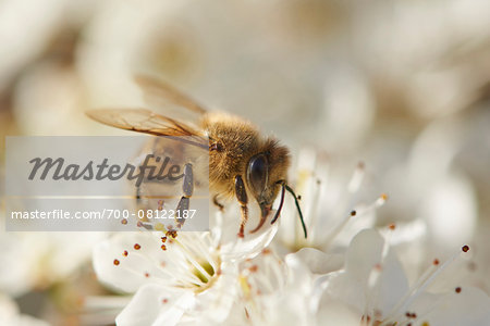 Close-up of a European honey bee (Apis mellifera) on a Blackthorn flower (Prunus spinosa) in spring, Bavaria, Germany