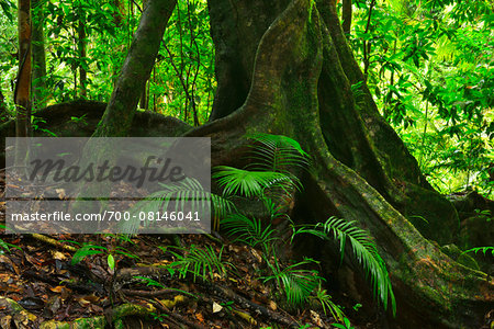 Tree Trunk, Daintree Rainforest, Mossman Gorge, Daintree National Park, Queensland, Australia