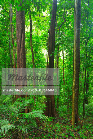 Daintree Rainforest, Mossman Gorge, Daintree National Park, Queensland, Australia