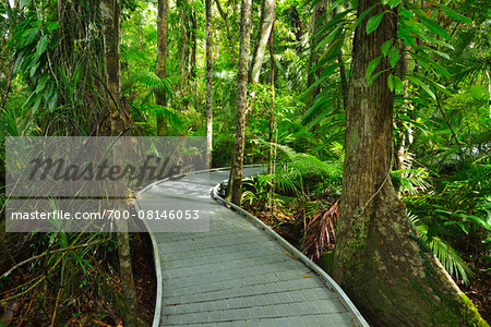 Boardwalk in Daintree Rainforest, Cape Tribulation, Daintree National Park, Queensland, Australia