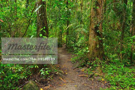 Path in Daintree Rainforest, Mossman Gorge, Daintree National Park, Queensland, Australia