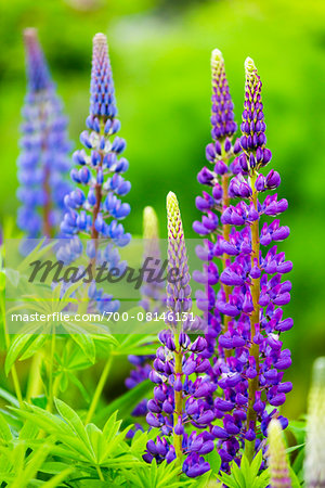 Purple Lupin at Glenveagh Castle Gardens within Glenveagh National Park, County Donegal, Ireland