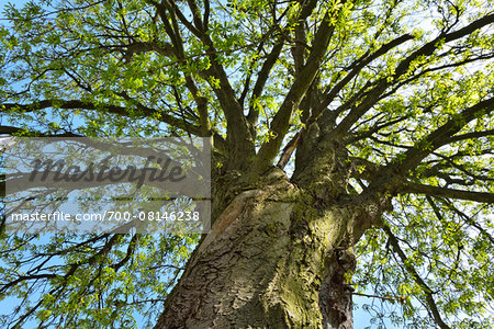 Low Angle View of Chestnut Tree, Bensheim, Odenwald, Hesse, Germany