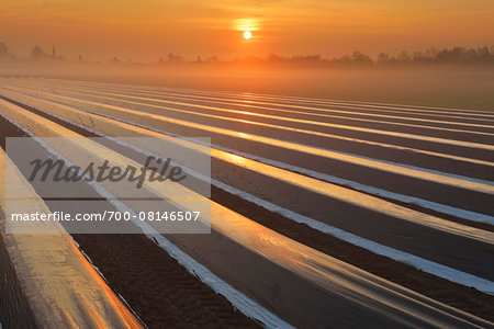 Covered Asparagus Field at Sunrise with Morning Mist, Dieburg, Darmstadt-Dieburg-District, Hesse, Germany
