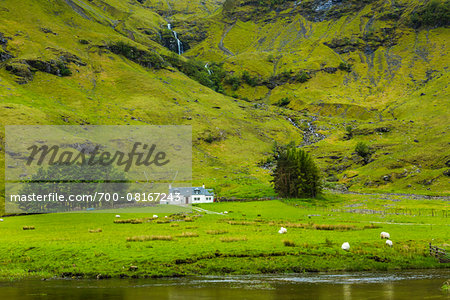 Sheep in Field, Scottish Highlands near Glencoe, Scotland, United Kingdom