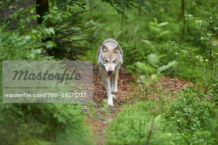 Portrait of Eurasian Wolf (Canis lupus lupus) in Summer, Bavarian Forest National Park, Bavaria, Germany