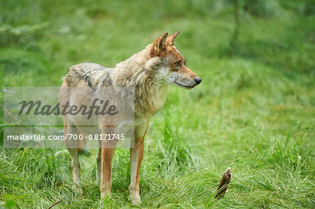 Portrait of Eurasian Wolf (Canis lupus lupus) in Summer, Bavarian Forest National Park, Bavaria, Germany