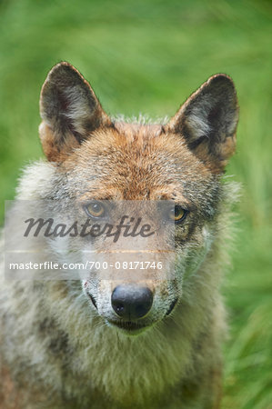 Close-up of Eurasian Wolf (Canis lupus lupus) in Summer, Bavarian Forest National Park, Bavaria, Germany