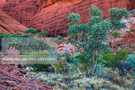 Valley of the Winds, Olgas (Kata Tjuta), Uluru-Kata Tjuta National Park, Northern Territory, Australia