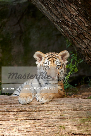 Portrait of Siberian Tiger (Panthera tigris altaica) Cub in Late Summer, Germany Portrait of Siberian Tiger (Panthera tigris altaica) Cub in Late Summer, Germany