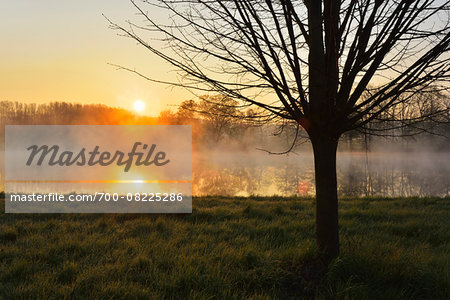 Tree on the River Main at Sunrise, Himmelstadt, Franconia, Bavaria, Germany