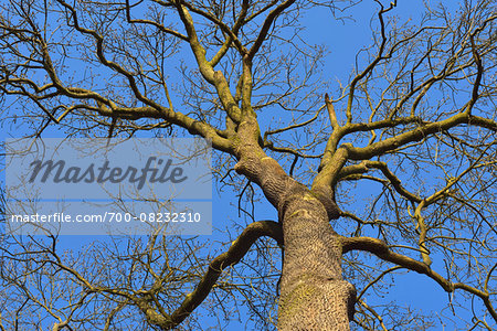 Looking up at Bare Oak Tree, Kleinheubach, Churfranken, Spessart, Bavaria, Germany